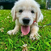 Arlo is registered to the contest to win money with this photo: puppy, dog, golden_retriever, grass, greenery, outdoor, pet, tongue_out, happy, nature, animal, young, cute, collar, playful, summer, close_up, fur, leash, park