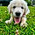 Arlo