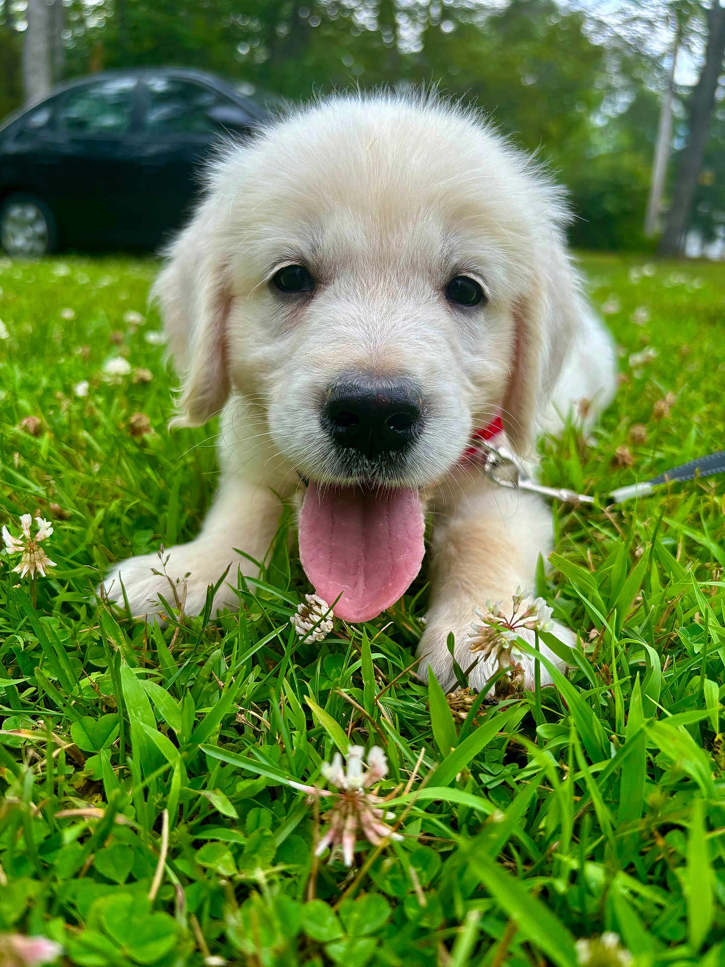 Arlo is registered to the contest to win money with this photo: puppy, dog, golden_retriever, grass, greenery, outdoor, pet, tongue_out, happy, nature, animal, young, cute, collar, playful, summer, close_up, fur, leash, park