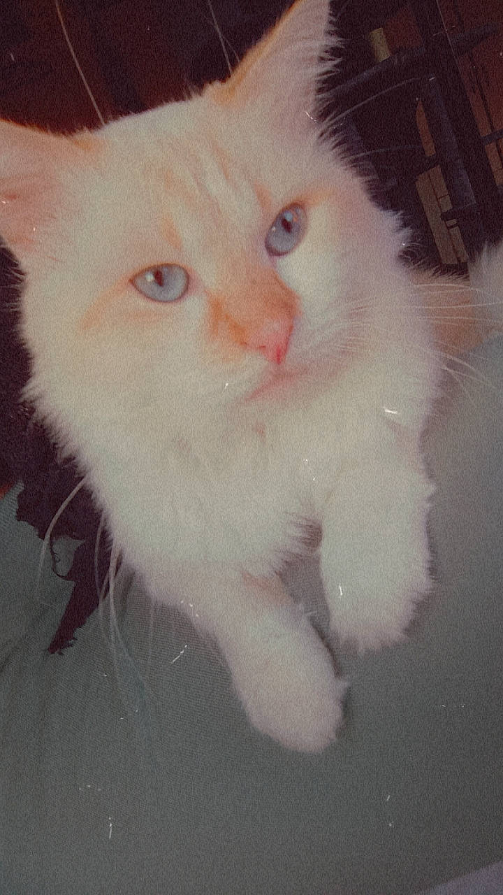 Blanco a rejoint le concours — aidez-le/la à gagner de superbes lots ! carnivore, cat, claw, domestic_short_haired_cat, ear, fawn, felidae, foot, fur, paw, small_to_medium_sized_cats, snout, tail, whiskers