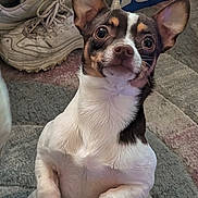 Cooper joined the competition — help win amazing prizes! animal, bed, bedspread, black, box, brown, carpet, curious, dog, ears, floor, indoor, looking, pepsi, pet, shoes, sitting, small_dog, sneakers, white