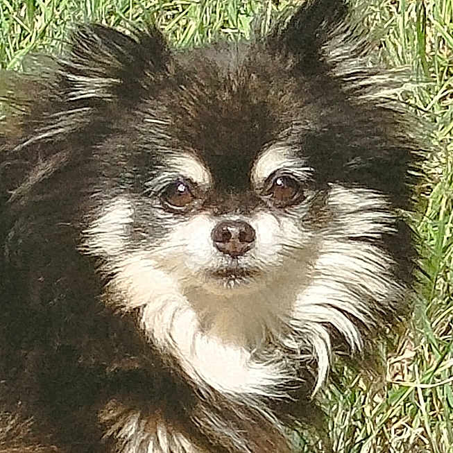 Bella
