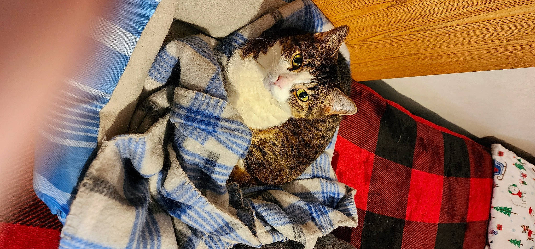 Kit Kat joined the competition — help win amazing prizes! bag, carnivore, cat, cat_supply, claw, comfort, domestic_short_haired_cat, felidae, fur, knitting, linens, pattern, plaid, small_to_medium_sized_cats, tail, tartan, textile, whiskers, woolen, woven_fabric