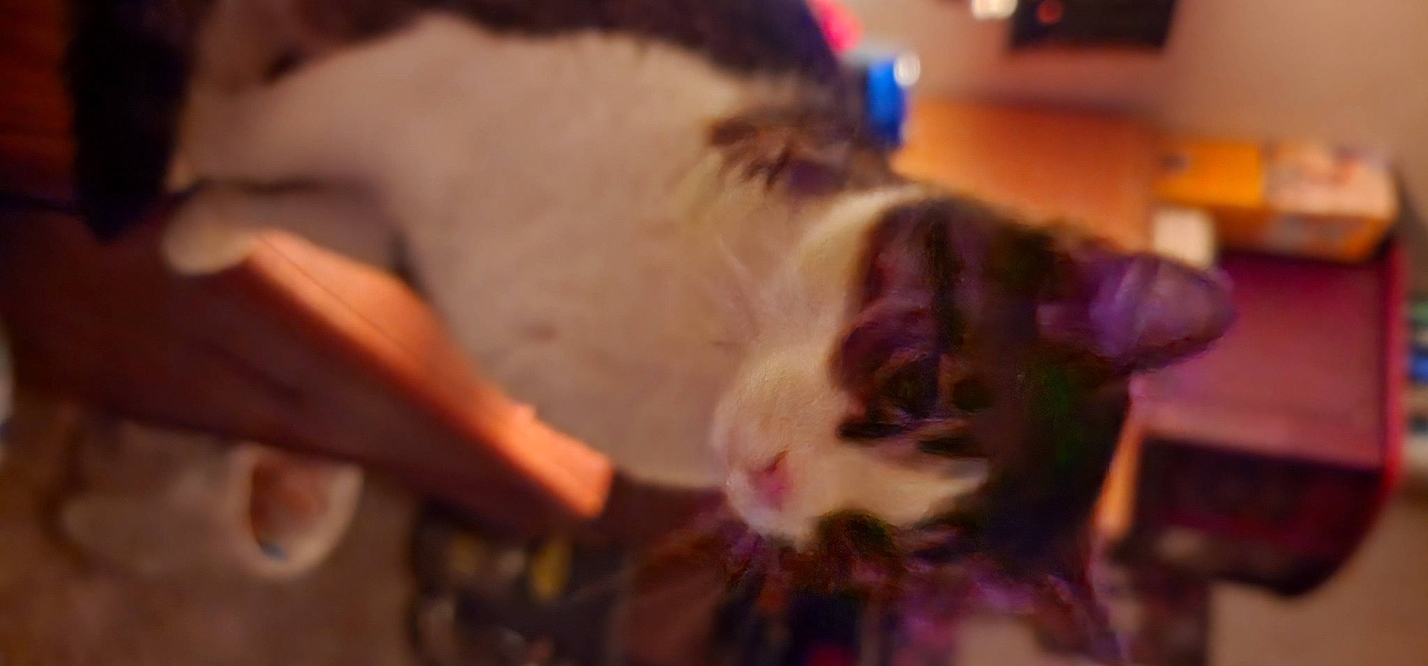 Kit Kat joined the competition — help win amazing prizes! carnivore, cat, comfort, domestic_short_haired_cat, ear, event, fang, felidae, fur, paw, small_to_medium_sized_cats, snout, tail, whiskers