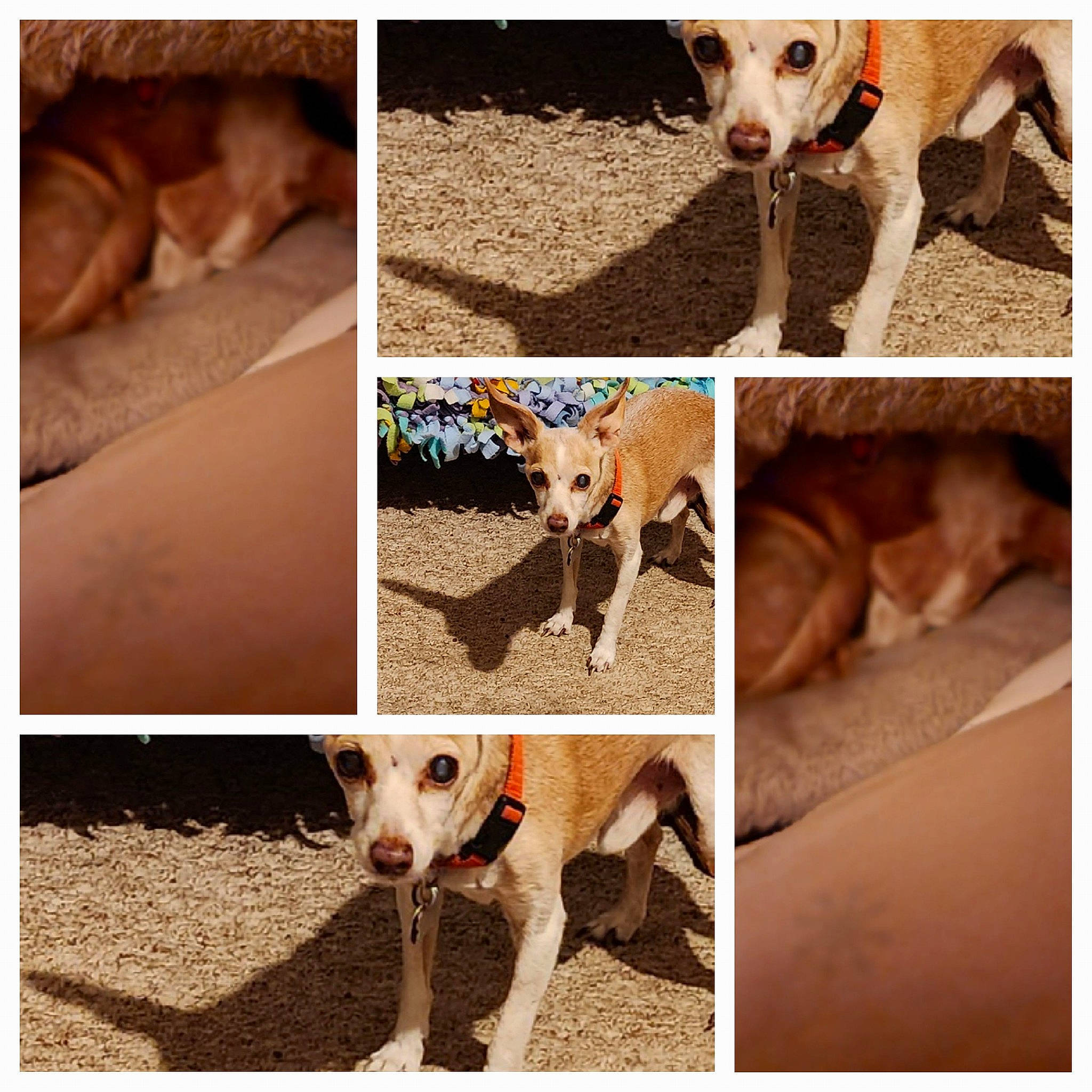 Buck is registered to the contest to win money with this photo: canidae, carnivore, circle, collar, companion_dog, dog, dog_breed, dog_collar, dog_supply, fawn, paw, pet_supply, photo_caption, photograph, rectangle, snout, sporting_group, whiskers, wood, working_animal