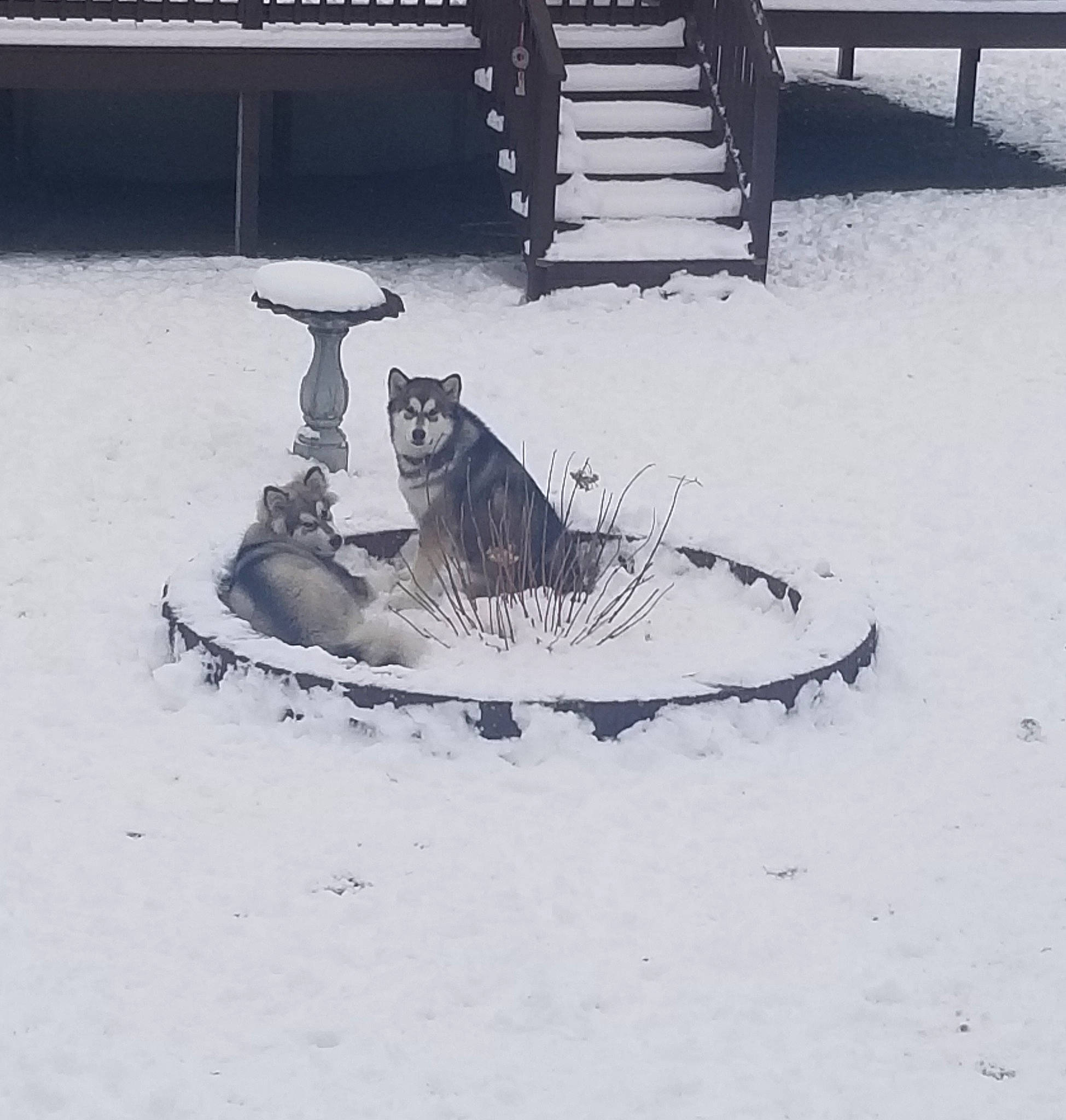 Thunder joined the competition — help win amazing prizes! art, automotive_tire, carnivore, felidae, font, freezing, frost, monochrome, monochrome_photography, painting, playing_in_the_snow, precipitation, small_to_medium_sized_cats, snow, table, tail, tints_and_shades, tree, visual_arts, winter