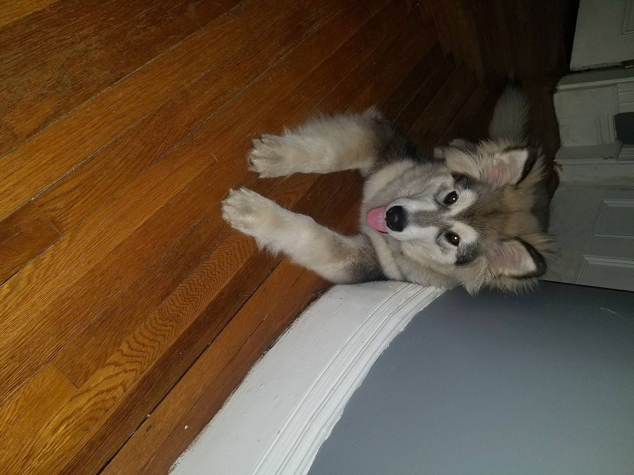 Thunder is registered to the contest to win money with this photo: carnivore, comfort, companion_dog, dog, dog_breed, fawn, felidae, flooring, fur, hardwood, paw, plank, small_to_medium_sized_cats, tail, toy_dog, varnish, whiskers, wood, wood_flooring, wood_stain