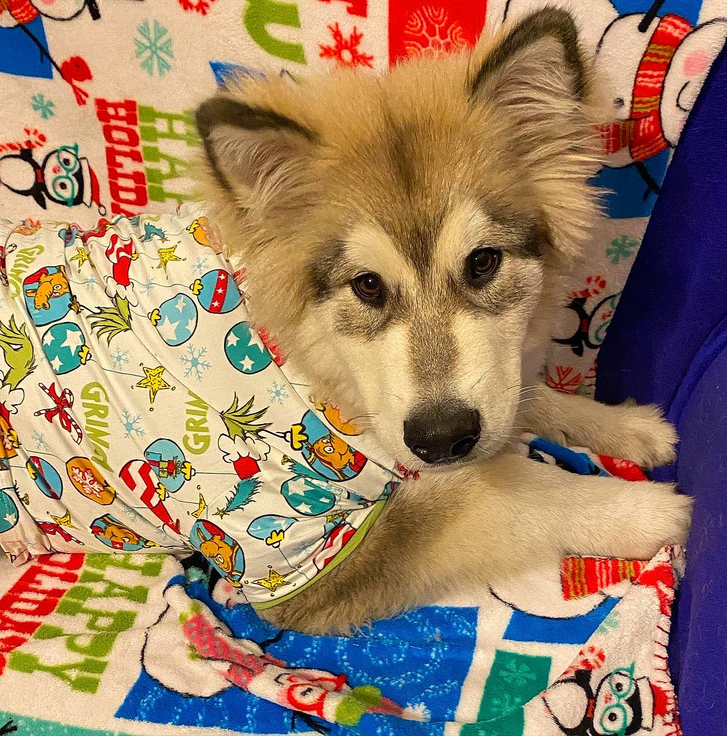 Thunder joined the competition — help win amazing prizes! art, canidae, canis, carnivore, companion_dog, creative_arts, dog, dog_breed, fawn, font, fur, happy, pattern, photo_caption, recreation, sled_dog, snout, sporting_group, terrestrial_animal, working_animal