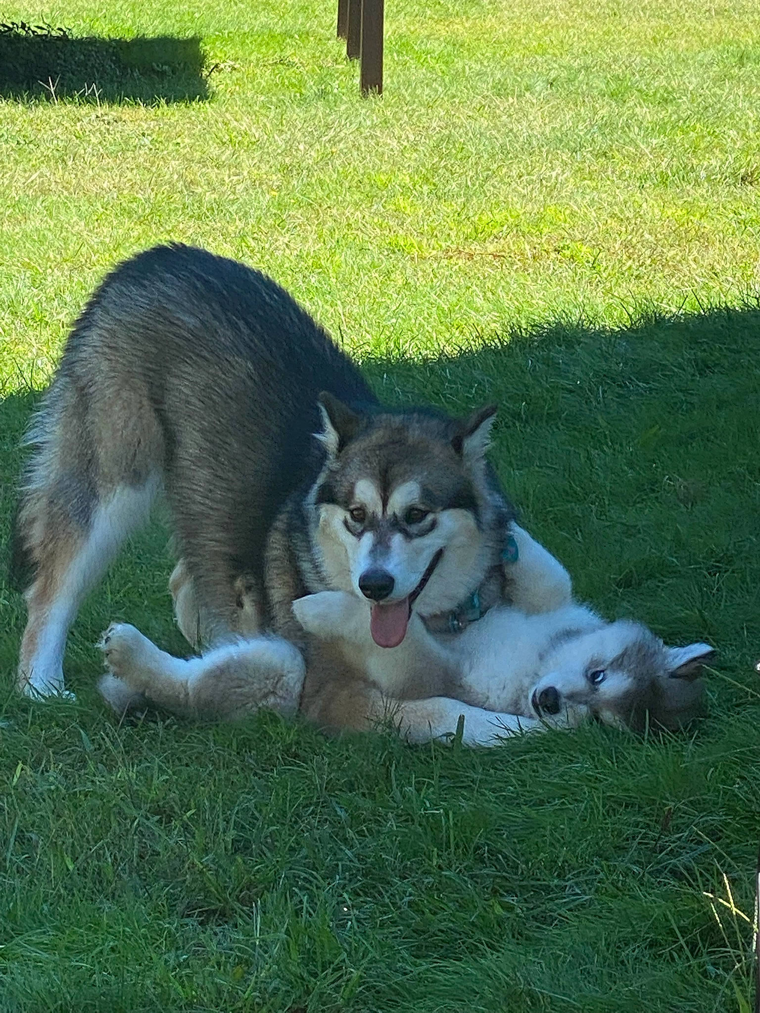 Stormy is registered to the contest to win money with this photo: ancient_dog_breeds, canidae, canis, carnivore, companion_dog, dog, dog_breed, grass, grassland, lawn, plant, recreation, siberian_husky, sled_dog, snout, sporting_group, tail, terrestrial_animal, wolf, working_dog