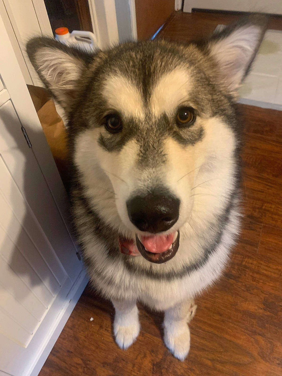 Stormy is registered to the contest to win money with this photo: canidae, carnivore, companion_dog, dog, dog_breed, eye, fawn, floor, flooring, fur, head, jaw, siberian_husky, sled_dog, snout, sporting_group, terrestrial_animal, whiskers, wood, working_animal