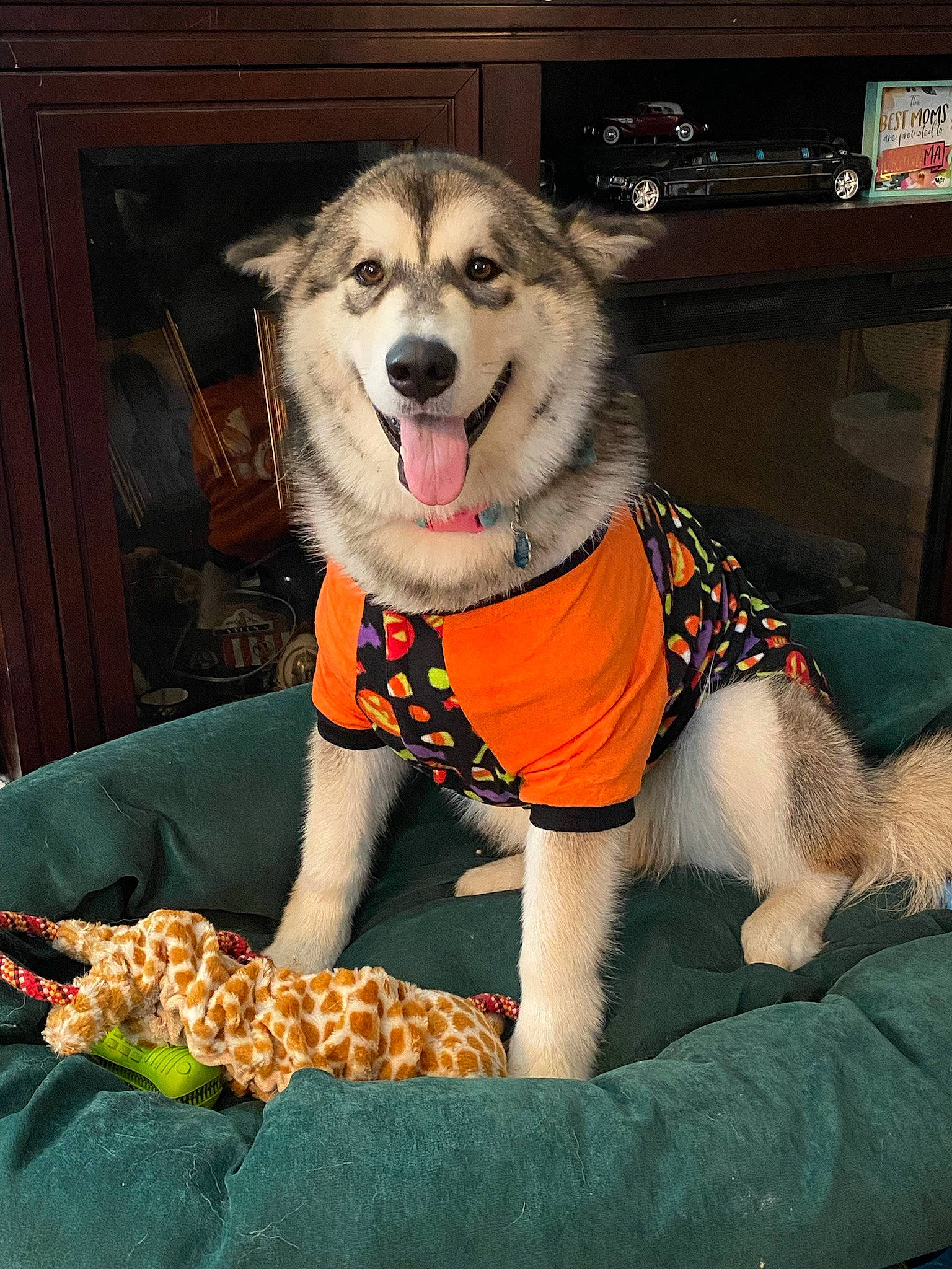 Stormy joined the competition — help win amazing prizes! canidae, carnivore, companion_dog, couch, dog, dog_breed, dog_clothes, dog_supply, door, fashion_accessory, fawn, fur, paw, plant, sitting, smile, sporting_group, tail, toy_dog, working_dog