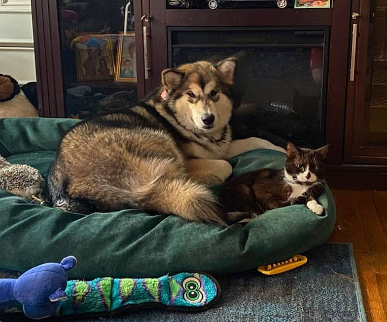 Stormy is registered to the contest to win money with this photo: canidae, canis, carnivore, cat, comfort, companion_dog, couch, dog, dog_breed, door, fawn, felidae, flooring, fur, grey, picture_frame, small_to_medium_sized_cats, sporting_group, wildlife, wood