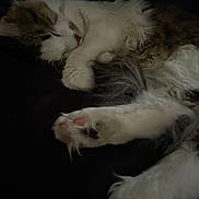 Thumper joined the competition — help win amazing prizes! cat, sleeping, fur, paw, pink_paw_pads, fluffy, dark_background, cozy, closeup, resting, animal, pet, whiskers, soft, cute, mammal, relaxed, indoor, feline, quiet