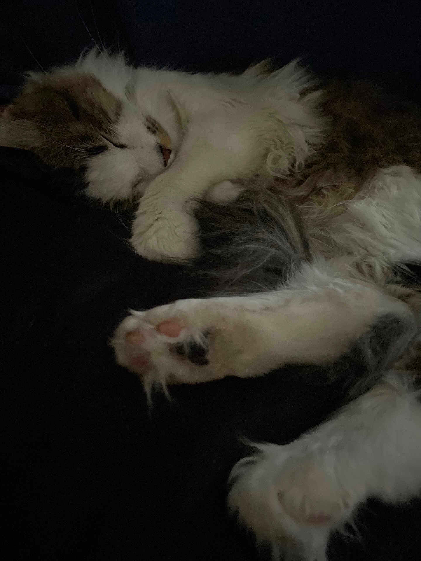 Thumper joined the competition — help win amazing prizes! cat, sleeping, fur, paw, pink_paw_pads, fluffy, dark_background, cozy, closeup, resting, animal, pet, whiskers, soft, cute, mammal, relaxed, indoor, feline, quiet