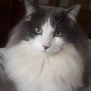 Squeaks joined the competition — help win amazing prizes! animal, cat, close_up, cute, domestic_cat, ears, face, feline, fluffy, furry, gray_fur, green_eyes, indoor, long_hair, mammal, pet, portrait, soft_texture, whiskers, white_fur