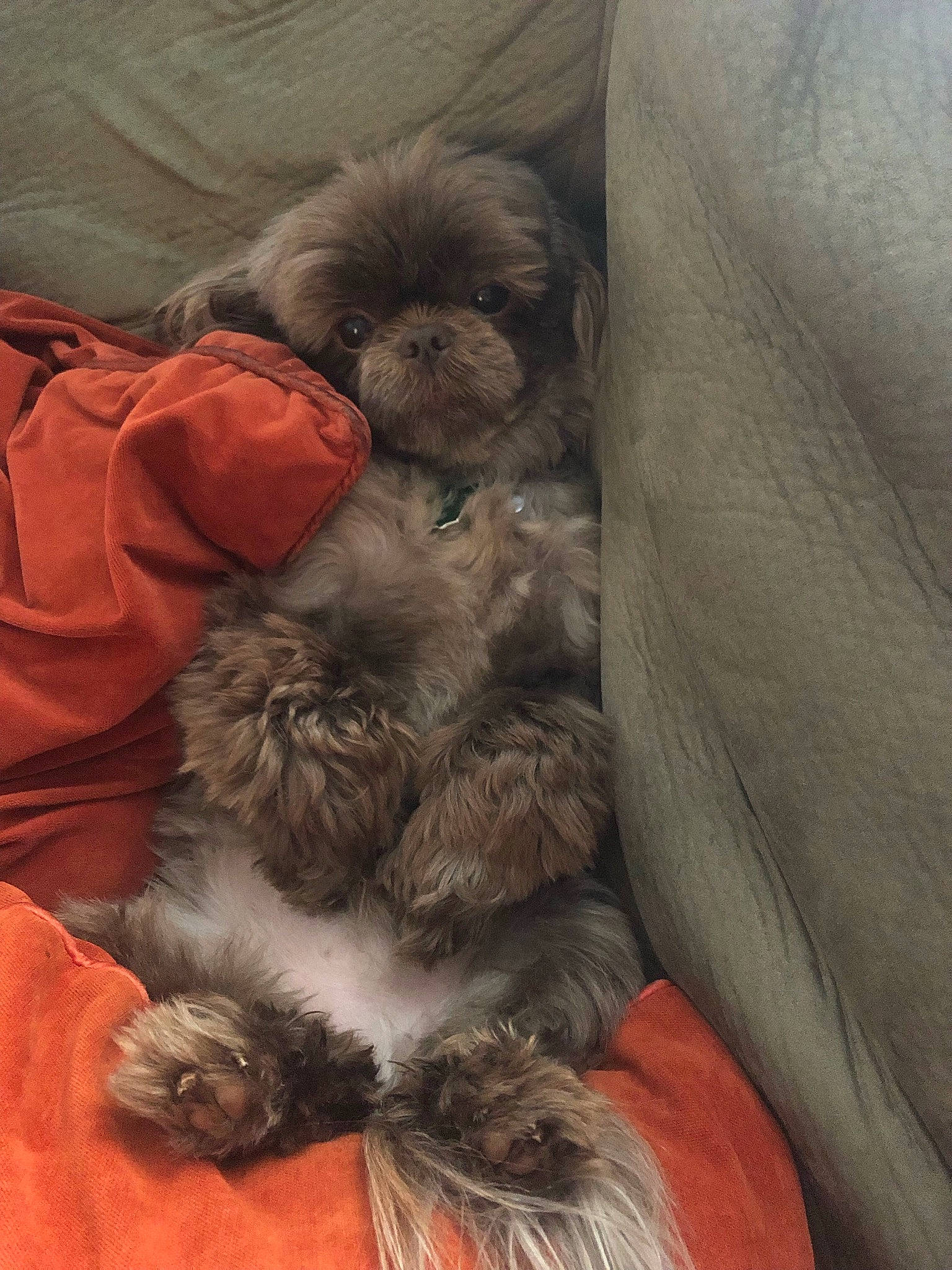 Dawson joined the competition — help win amazing prizes! bolonka, canidae, carnivore, chinese_imperial_dog, companion_dog, dog, dog_breed, lhasa_apso, maltepoo, mammal, miniature_poodle, non_sporting_group, pekapoo, poodle_crossbreed, puppy, schnoodle, shih_poo, shih_tzu, sporting_group, toy_poodle