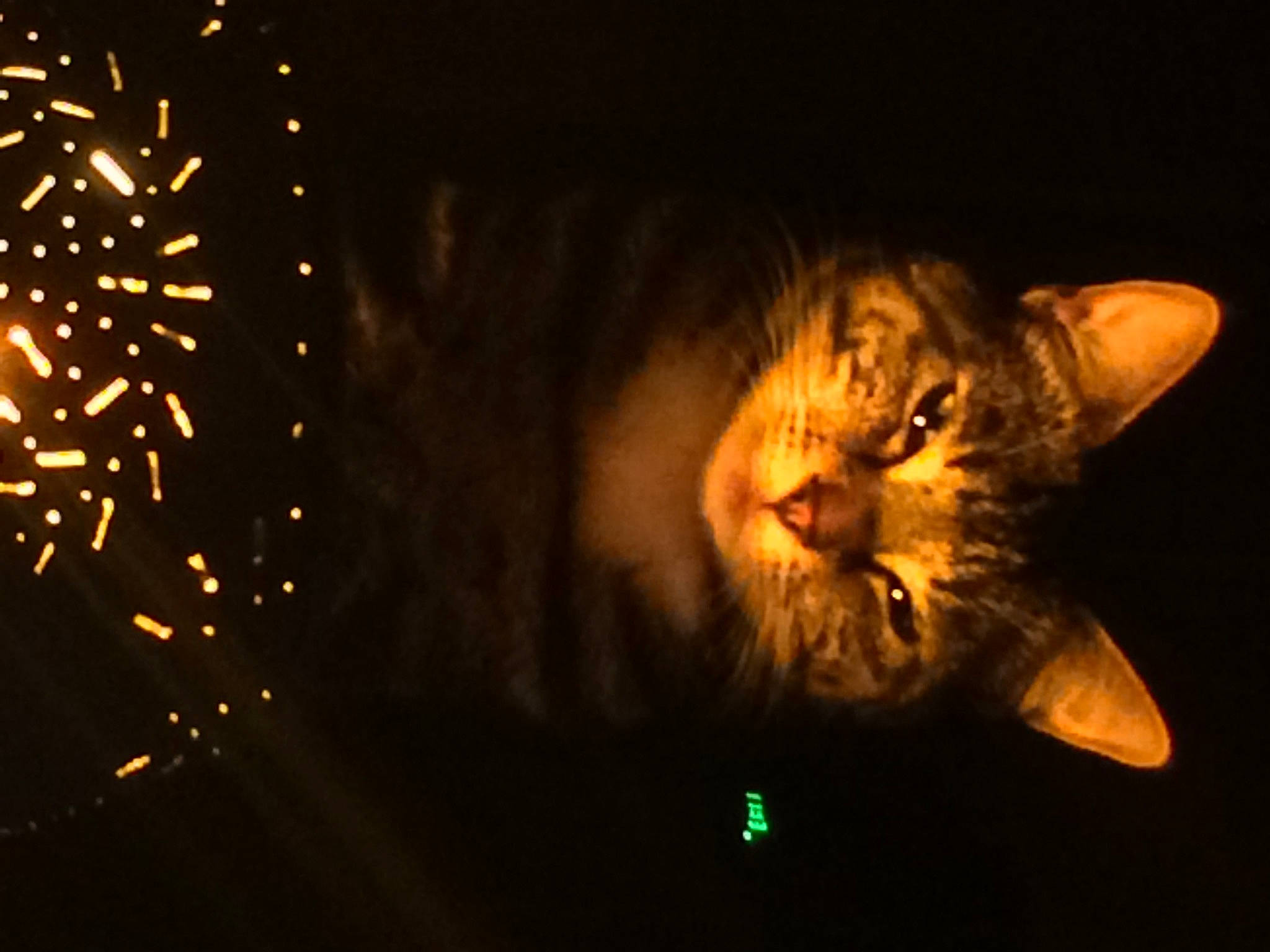 Friday is registered to the contest to win money with this photo: carnivore, cat, darkness, diwali, domestic_short_haired_cat, event, felidae, fireworks, fur, heat, holiday, macro_photography, midnight, new_year, night, plant, small_to_medium_sized_cats, snout, whiskers