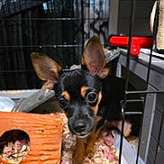 Jasmine Nichole joined the competition — help win amazing prizes! puppy, dog, cage, wood_shavings, toy, orange_hideout, pet, curious, ears, black_and_tan, closeup, indoor, animal, small, cute, young, furry, face, looking, pet_care
