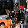 puppy, dog, cage, wood_shavings, toy, orange_hideout, pet, curious, ears, black_and_tan, closeup, indoor, animal, small, cute, young, furry, face, looking, pet_care