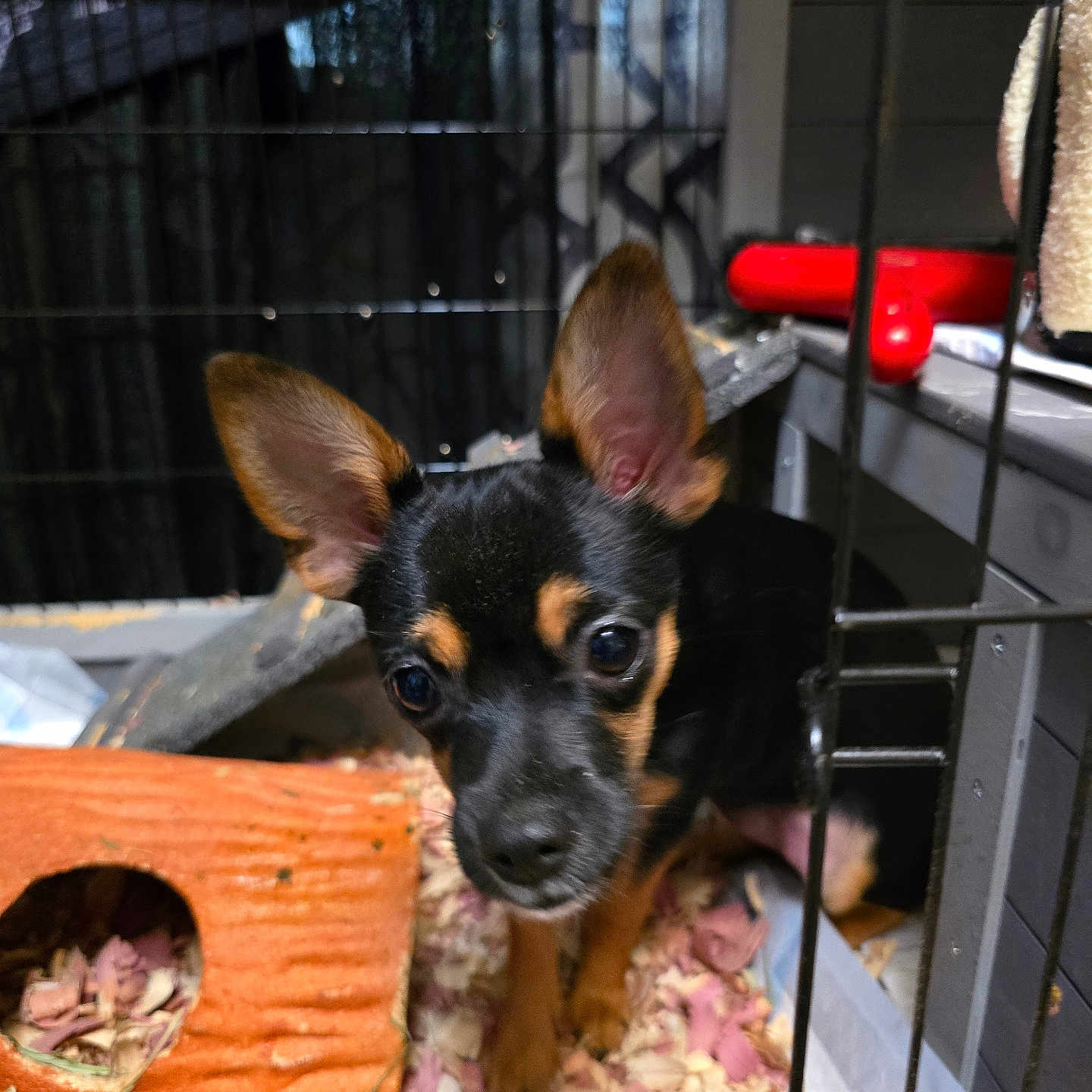 Jasmine Nichole joined the competition — help win amazing prizes! animal, black_and_tan, cage, closeup, curious, cute, dog, ears, face, furry, indoor, looking, orange_hideout, pet, pet_care, puppy, small, toy, wood_shavings, young