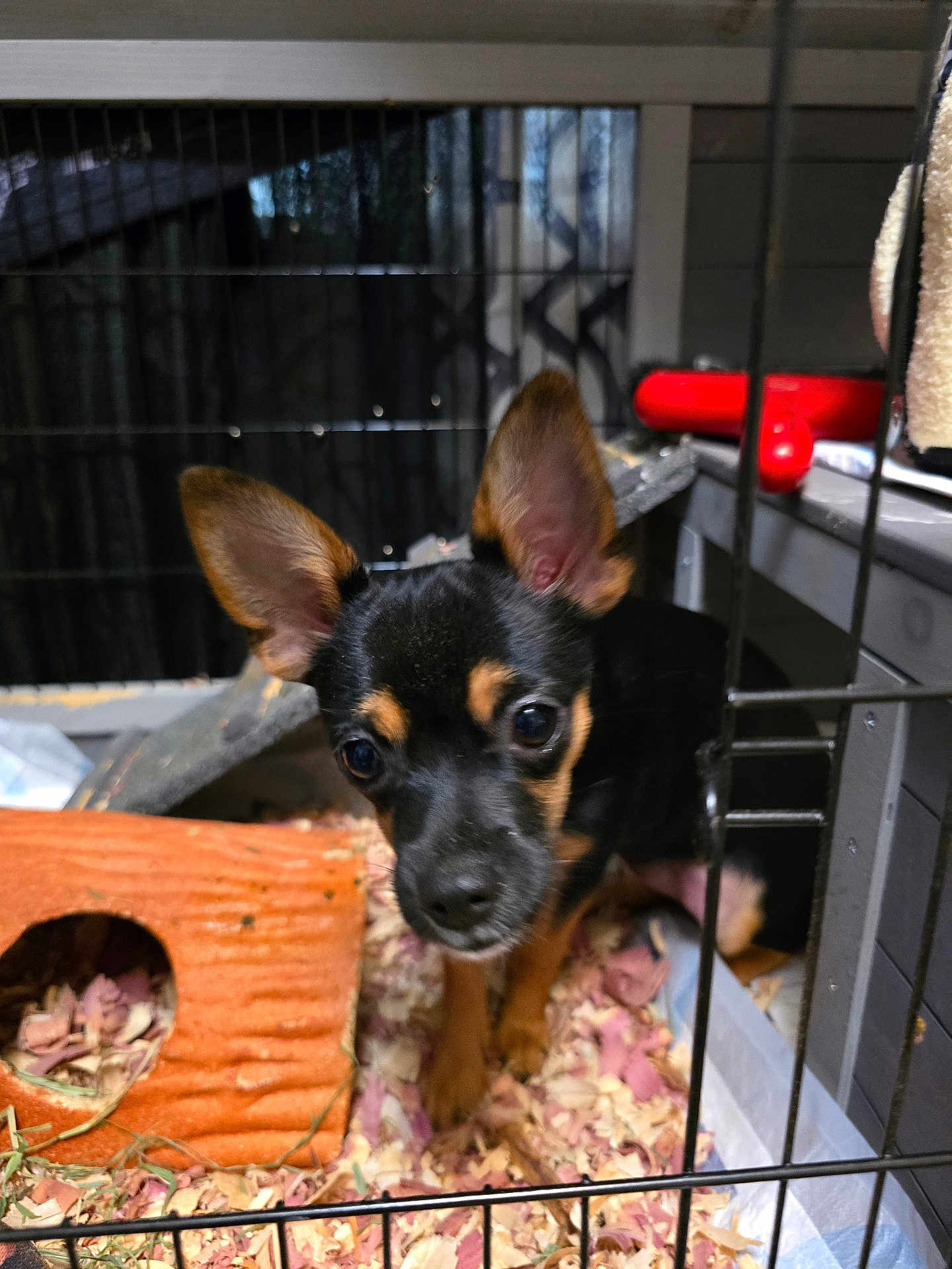 Jasmine Nichole joined the competition — help win amazing prizes! puppy, dog, cage, wood_shavings, toy, orange_hideout, pet, curious, ears, black_and_tan, closeup, indoor, animal, small, cute, young, furry, face, looking, pet_care