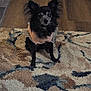 animal, animal_clothing, black_dog, companion, cute, dog, domestic_animal, ears, flooring, fluffy, household, indoor, looking_at_camera, patterned_rug, pet, pink_clothing, portrait, rug, small_dog, wooden_floor