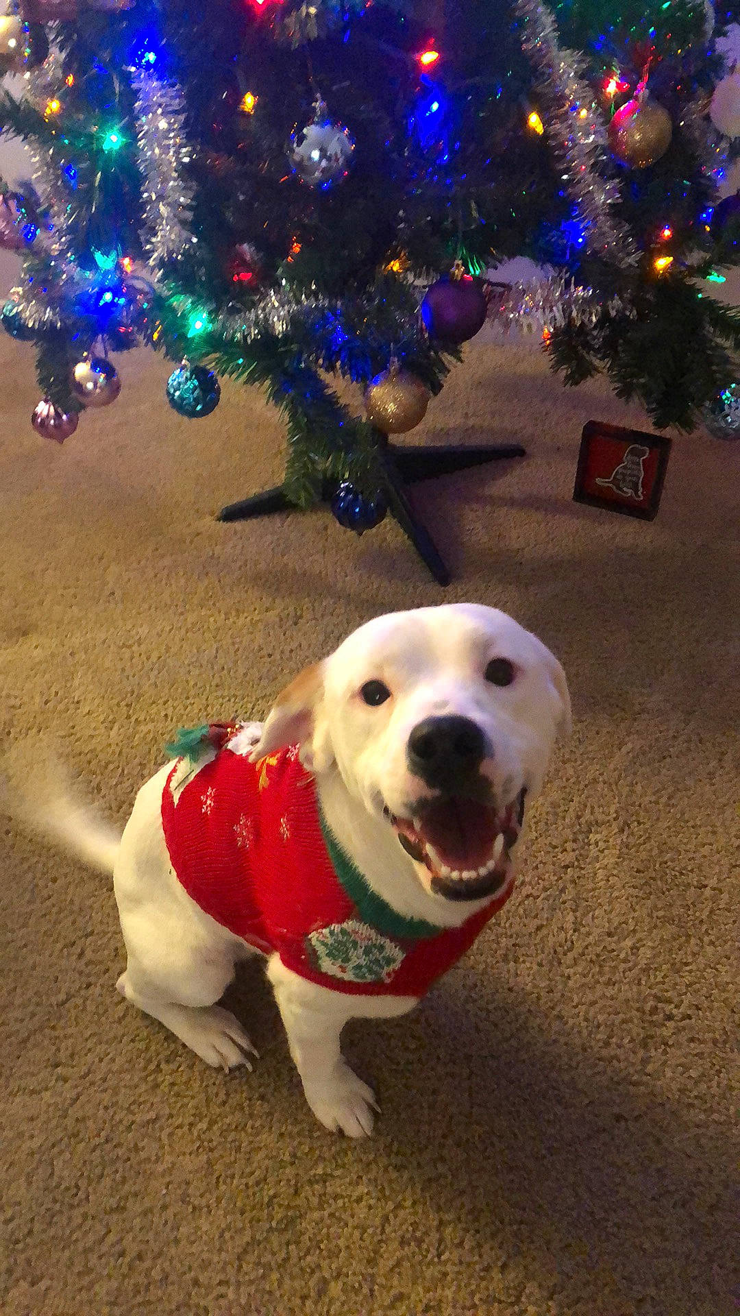 Frosty is registered to the contest to win money with this photo: canidae, carnivore, christmas, christmas_decoration, christmas_eve, christmas_ornament, christmas_tree, companion_dog, dog, dog_breed, dog_clothes, holiday, labrador_retriever, mammal, puppy, retriever, snout, sporting_group, tree