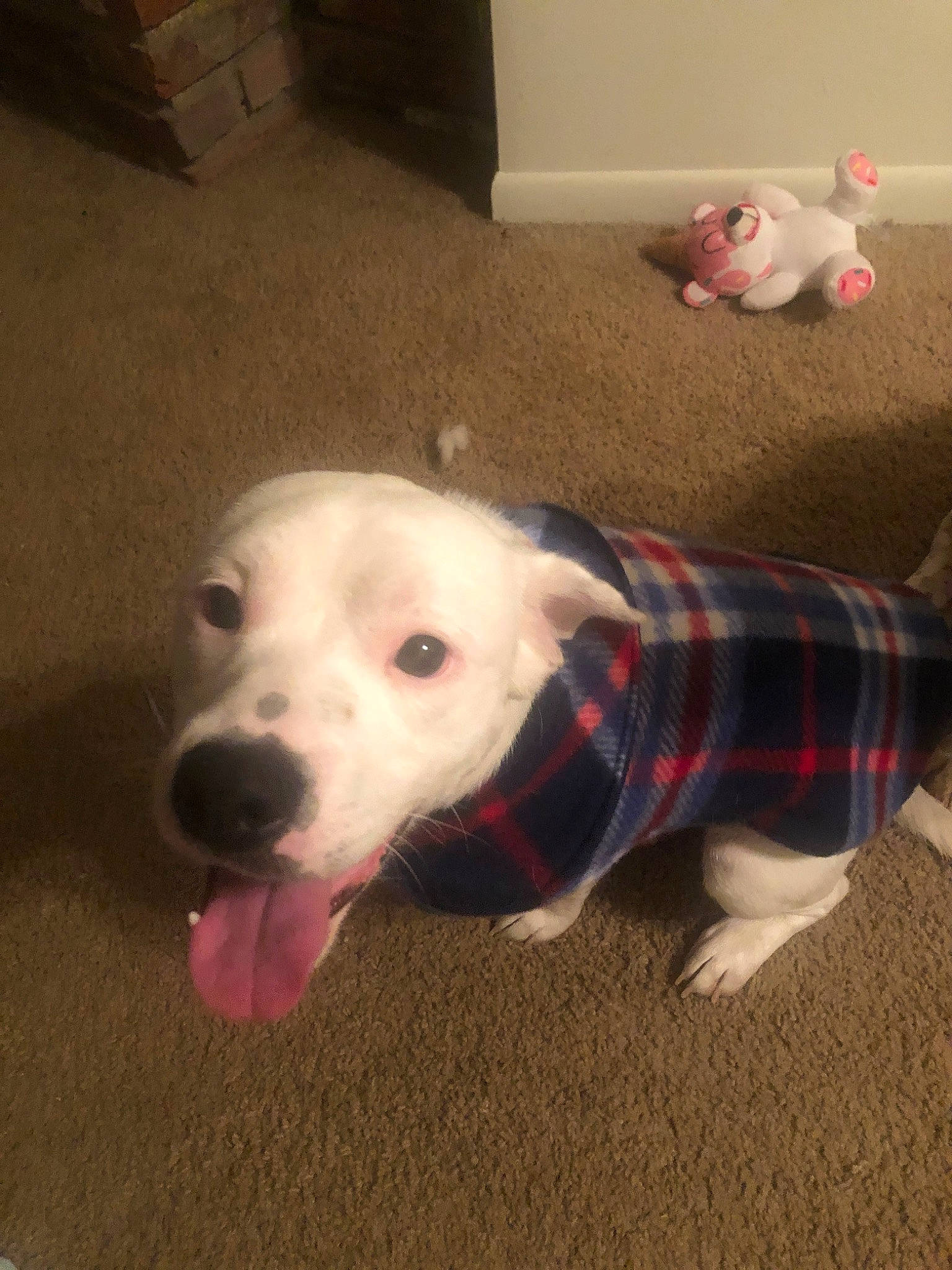 Frosty is registered to the contest to win money with this photo: american_pit_bull_terrier, canidae, carnivore, companion_dog, dog, dog_breed, dogo_argentino, fawn, mammal, non_sporting_group, pit_bull, snout, sporting_group, vertebrate