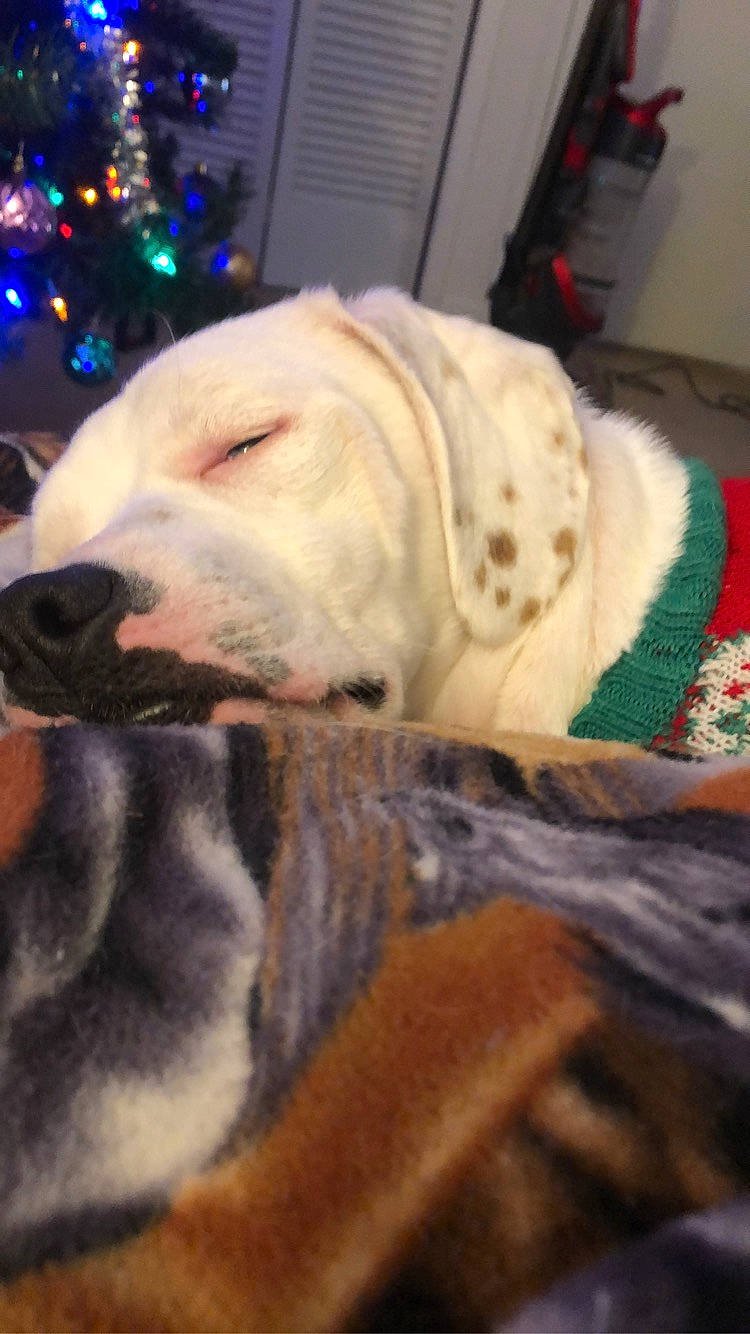 Frosty is registered to the contest to win money with this photo: american_bulldog, bulldog, canidae, carnivore, dog, dog_breed, dogo_argentino, fawn, labrador_retriever, mammal, non_sporting_group, old_english_bulldog, olde_english_bulldogge, pit_bull, puppy, snout, sporting_group, valley_bulldog, white_english_bulldog