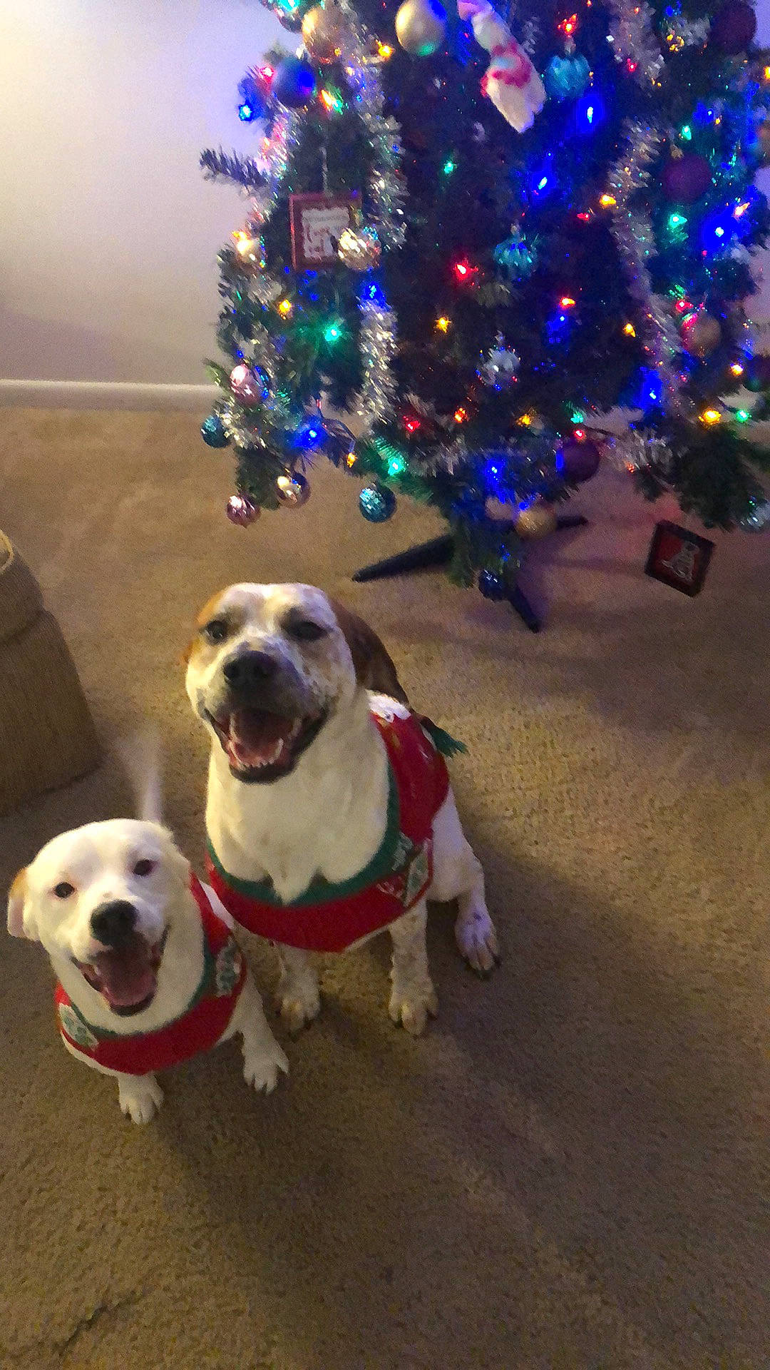 Frosty is registered to the contest to win money with this photo: canidae, carnivore, christmas, christmas_decoration, christmas_ornament, christmas_tree, dog, dog_breed, dog_clothes, event, fawn, fictional_character, holiday, mammal, pug, puggle, snout, sporting_group, tree, vertebrate