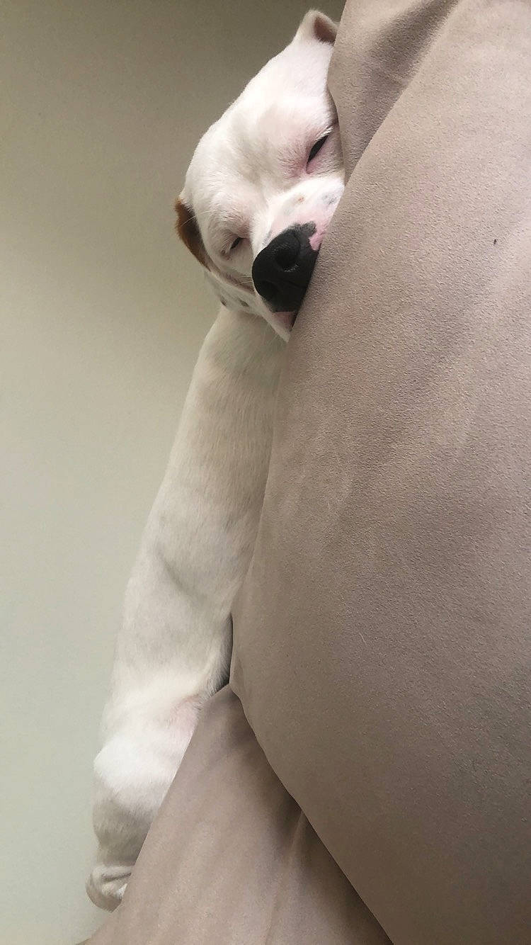 Frosty joined the competition — help win amazing prizes! bull_terrier, bulldog, canidae, carnivore, companion_dog, dog, dog_breed, ear, fawn, hand, non_sporting_group, nose, puppy, skin, snout, sporting_group