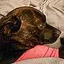 Cherish joined the competition — help win amazing prizes! animal, blanket, brown_fur, calm, close_up, cozy, dog, domestic_animal, ears, fur_texture, indoor, muzzle, pet, pink_shirt, portrait, relaxed, resting, side_profile, snout, soft_lighting