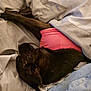 bed, blanket, brown_dog, canine, comfort, cozy, dog, ear, fabric, fur, head, indoor, paw, pet, pink_clothing, relaxation, resting, sleeping, soft, textile