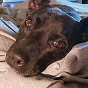 Cherish joined the competition — help win amazing prizes! animal, black_dog, brown_eyes, calm, close_up, companion, cozy, dog, fabric, fur, grey_fabric, head, indoors, laying, nose, pet, portrait, relaxation, resting, sleepy