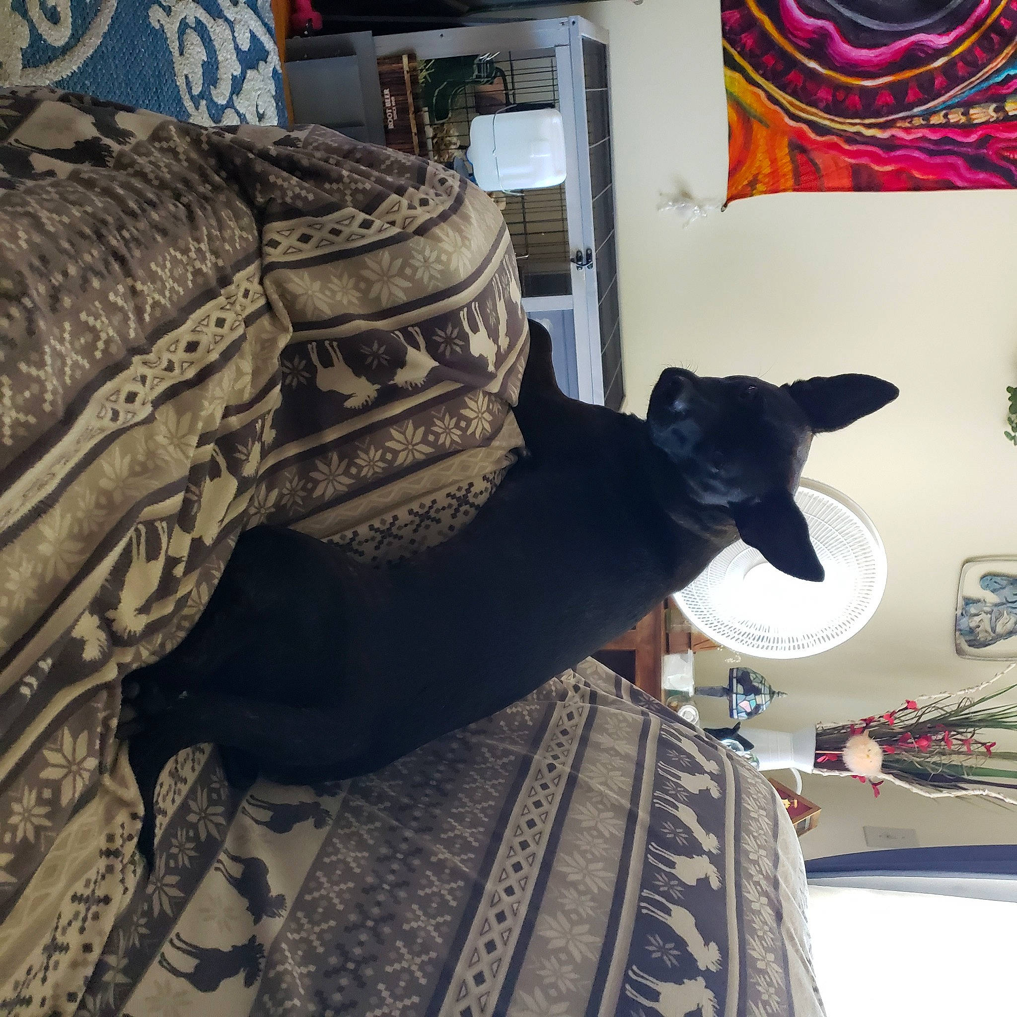 Cherish is registered to the contest to win money with this photo: art, automotive_tire, comfort, couch, felidae, flooring, fur, grey, hat, house, linens, pattern, picture_frame, room, sculpture, sleeve, small_to_medium_sized_cats, visual_arts, whiskers, wood