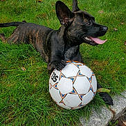 Cherish is registered to the contest to win money with this photo: active, animal, brindle_coat, canine, cute, dog, fun, grass, greenery, happy, laying_down, nature, outdoor, paw, pet, playful, soccer_ball, sport, summer, tongue_out