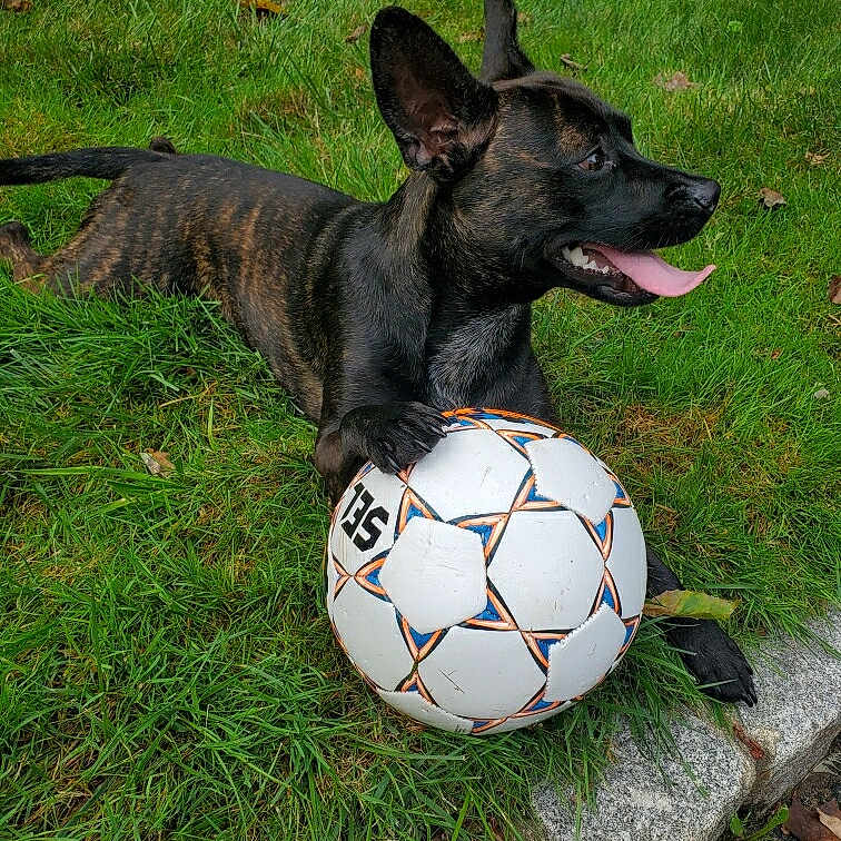 Cherish is registered to the contest to win money with this photo: active, animal, brindle_coat, canine, cute, dog, fun, grass, greenery, happy, laying_down, nature, outdoor, paw, pet, playful, soccer_ball, sport, summer, tongue_out