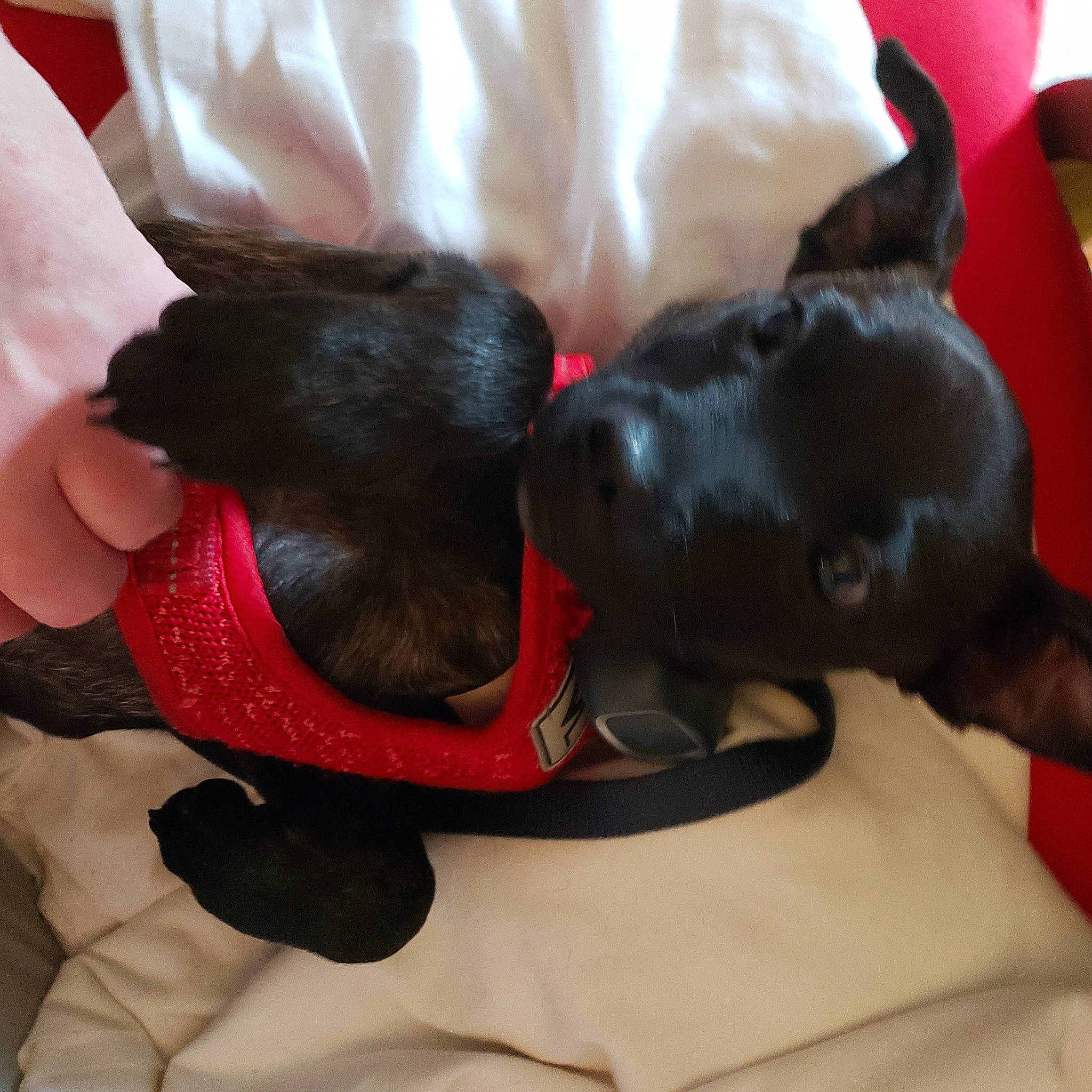 Cherish joined the competition — help win amazing prizes! bed, canidae, carmine, carnivore, comfort, companion_dog, dog, dog_breed, ear, fawn, felidae, fur, gesture, linens, mammal, small_to_medium_sized_cats, snout, sporting_group, tail, whiskers