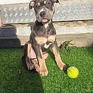 Kira participe au concours pour gagner de l'argent avec cette photo : puppy, dog, grass, tennis_ball, outdoor, pet, animal, sunlight, young_dog, curious, sitting, playful, shadow, metal_wall, concrete, ears, brown, black, tan, cute