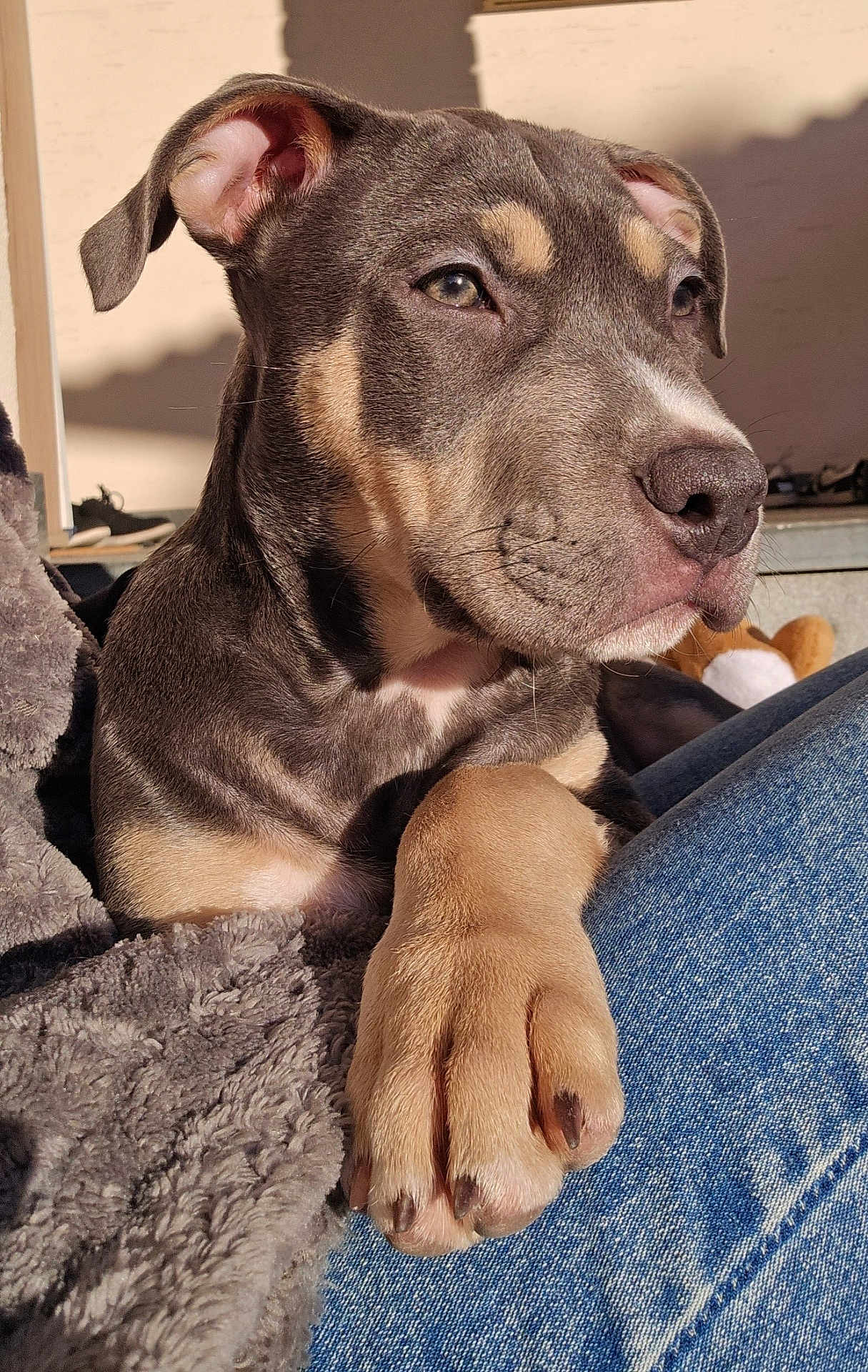Kira a rejoint le concours — aidez-le/la à gagner de superbes lots ! puppy, dog, close_up, paw, fur, cute, pet, animal, relaxed, sunlight, cozy, blanket, denim, lap, indoors, portrait, young_dog, brown_fur, ears, snout