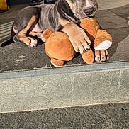 Kira participe au concours pour gagner de l'argent avec cette photo : animal, cute, dog, domestic_animal, ears, fur, outdoor, paw, pet, playful, plush_toy, puppy, relaxing, shadow, snout, stone_step, sunlight, teddy_bear, toy, young_dog