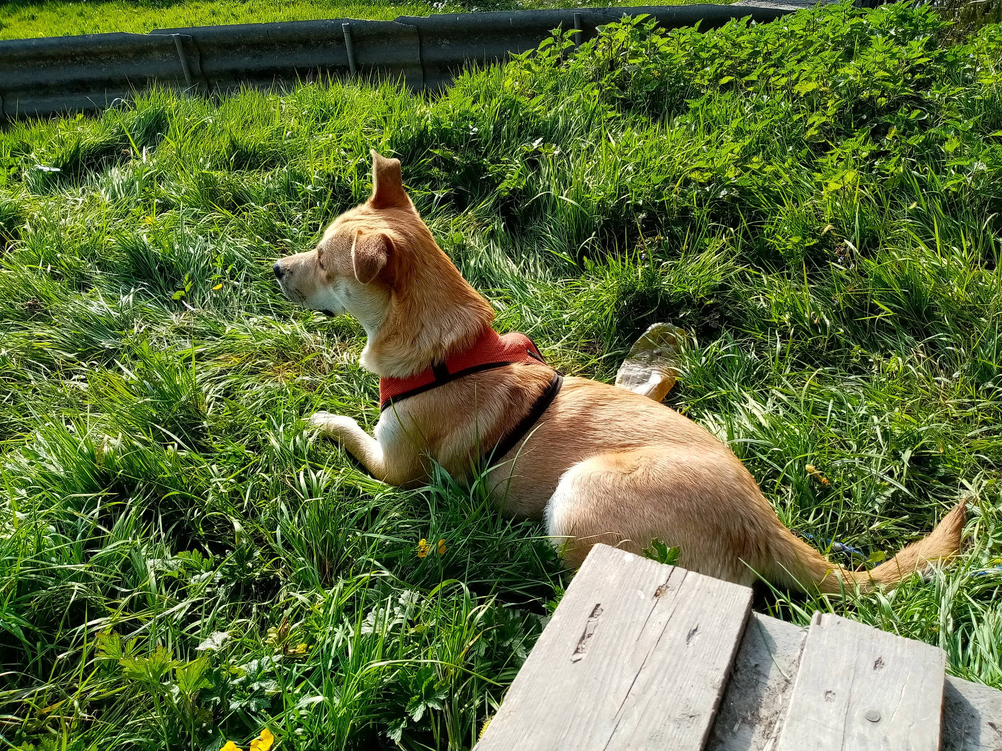 Nausicaa a rejoint le concours — aidez-le/la à gagner de superbes lots ! ancient_dog_breeds, canidae, carnivore, collar, companion_dog, dog, dog_breed, fawn, fence, grass, groundcover, non_sporting_group, plant, sporting_group, tail, terrestrial_animal, tree, wood, working_animal, working_dog