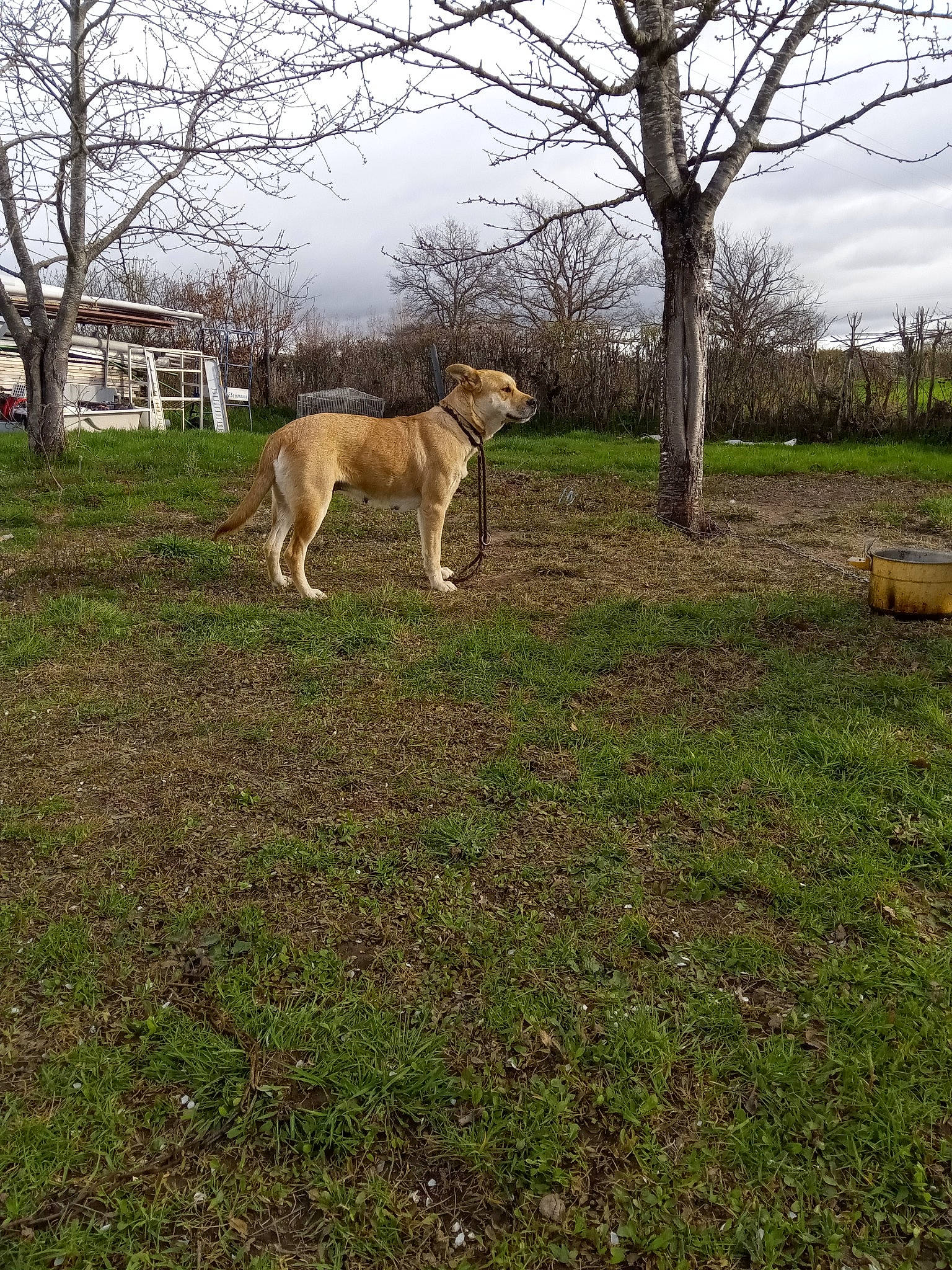 Nausicaa a rejoint le concours — aidez-le/la à gagner de superbes lots ! carnivore, cloud, dog, dog_breed, fawn, felidae, grass, grassland, landscape, meadow, natural_landscape, plain, plant, sky, snout, tail, terrestrial_animal, tree, trunk, wood