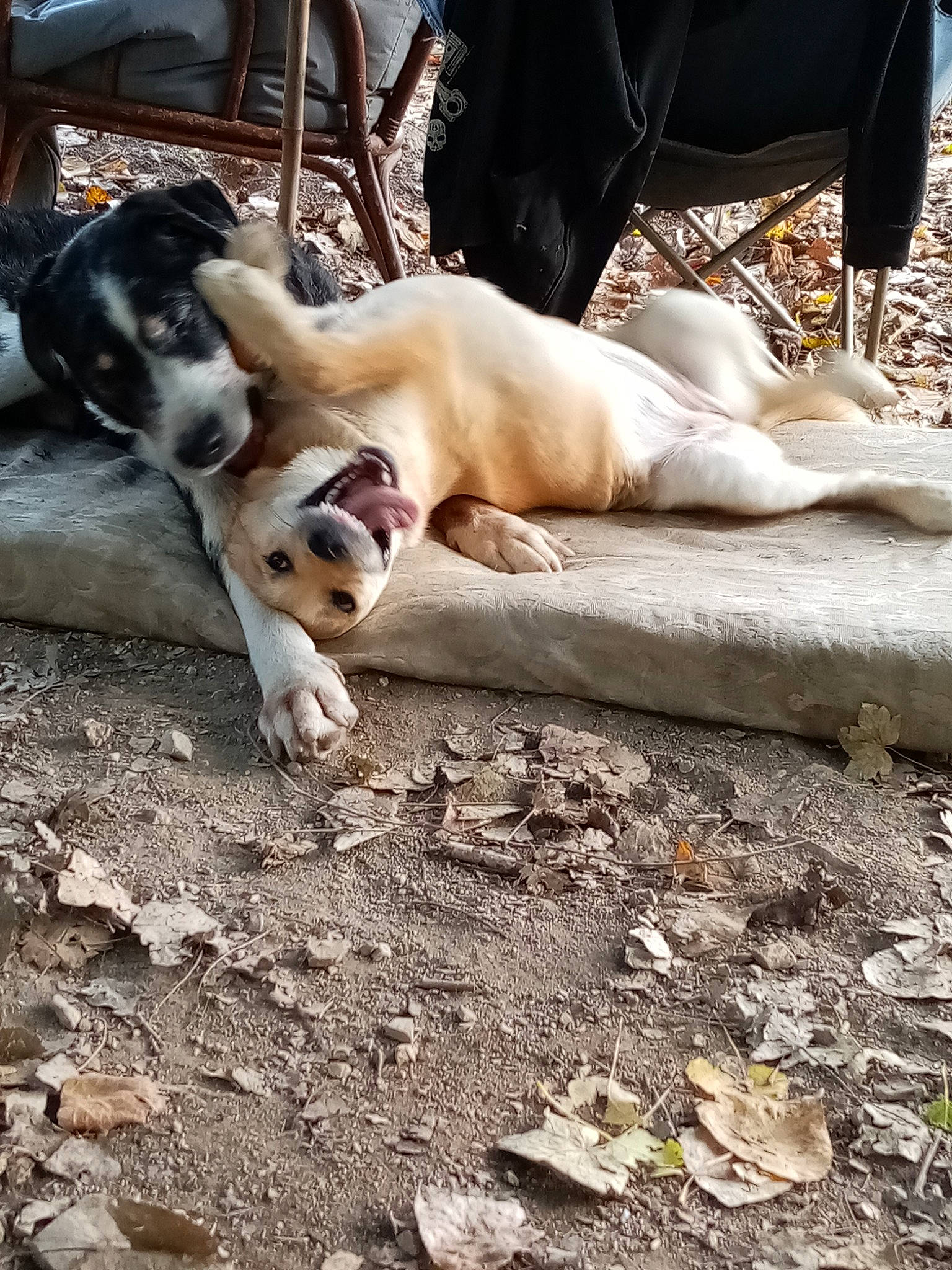 Nausicaa participe au concours pour gagner de l'argent avec cette photo : carnivore, comfort, companion_dog, dog, dog_breed, dog_supply, fawn, felidae, mammal, nap, paw, soil, sporting_group, street_dog, vertebrate, wood, working_animal, working_dog