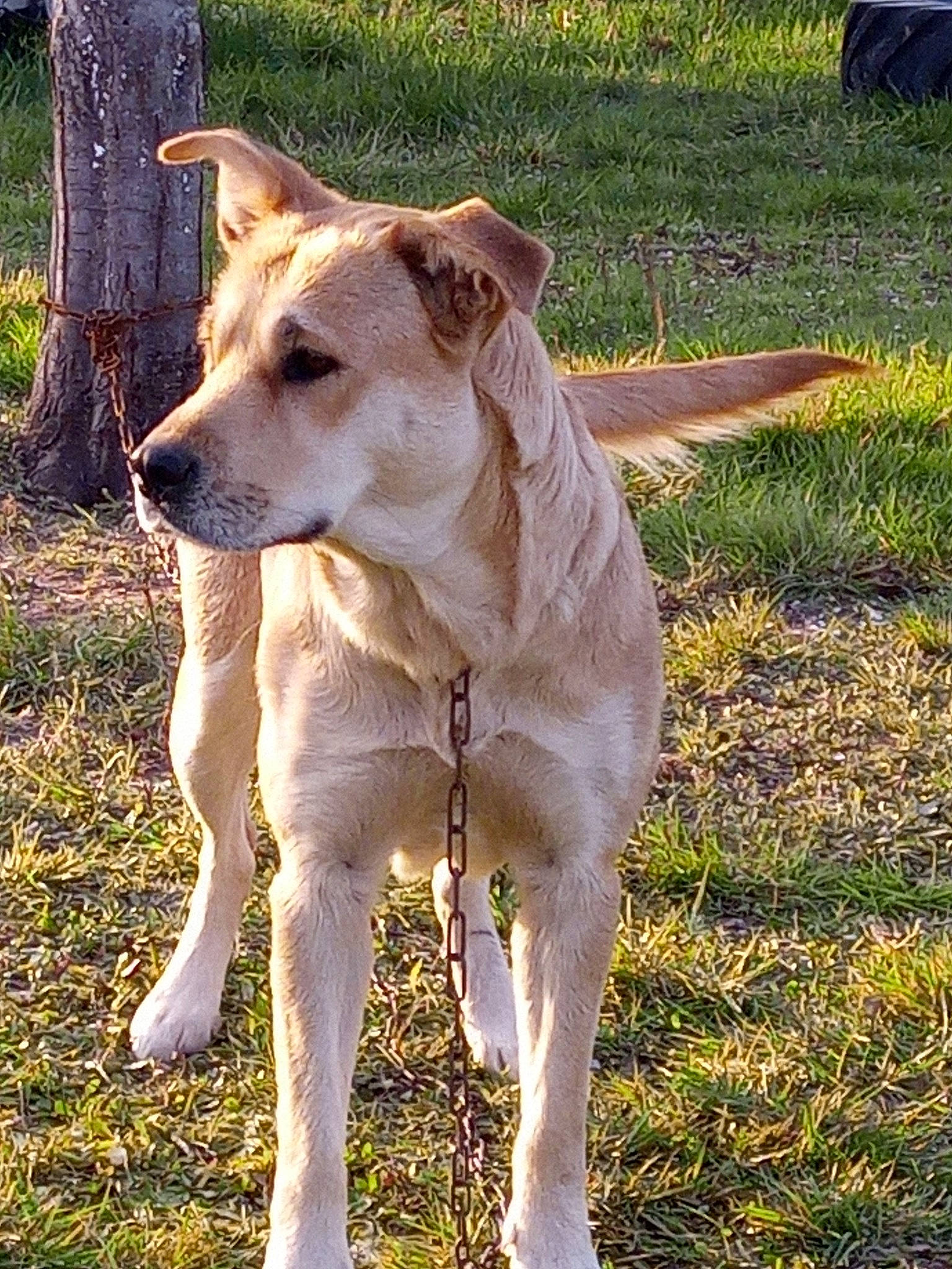 Nausicaa participe au concours pour gagner de l'argent avec cette photo : ancient_dog_breeds, canidae, carnivore, collar, companion_dog, dog, dog_breed, dog_collar, fawn, grass, hunting_dog, non_sporting_group, plant, snout, sporting_group, tail, terrestrial_animal, wildlife, working_animal, working_dog