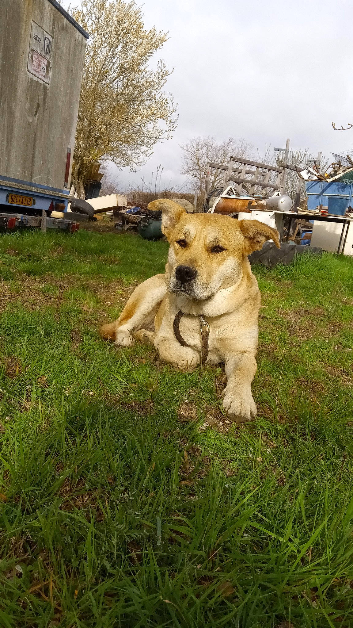 Nausicaa participe au concours pour gagner de l'argent avec cette photo : canidae, carnivore, cloud, collar, companion_dog, dog, dog_breed, dog_collar, dog_supply, fawn, firefighter, grass, lawn, plant, retriever, sky, snout, tail, tree, working_animal