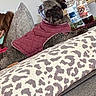 blanket, bottle, couch, cozy, dog, fur, furniture, home, indoor, jacket, looking, maroon, pattern, person, pet, phone, quilted, relaxed, resting, table