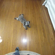 Coco joined the competition — help win amazing prizes! animal, blurry, carpet, casual, cozy, dog, feet, floor, furniture, gray_dog, home, indoor, legs, living_room, lying_down, person, pet, relaxed, socks, wooden_floor