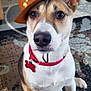 dog, cowboy_hat, pet, indoor, carpet, brown, white, black, collar, cute, sitting, ears, animal, fur, house, floor, accessory, closeup, domestic_animal, canine