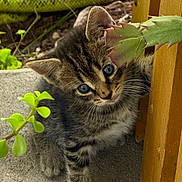 Levi Miller joined the competition — help win amazing prizes! kitten, cat, tabby, animal, pet, blue_eyes, whiskers, ears, fur, striped_fur, garden, outdoor, plants, leaves, hose, wooden_door, concrete, portrait, curious, cute